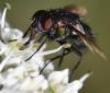 Lucilia sp.
